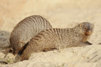 Banded mongoose (Mungos mungo), captive, occurrence in Africa