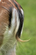 Fallow deer (Dama dama), close-up of the frond, Haltern, North Rhine-Westphalia, Germany, Captive,