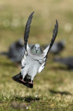 City dove (Columba livia forma domestica) in flight, wildlife, Germany, Europe