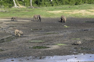 Giant african forest elephants (Loxodonta cyclotis) in the Dzanga Bai forest clearing, Dzanga-Ndoki