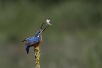 A kingfisher catches a small fish in flight