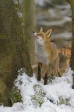 Red fox (Vulpes vulpes), standing between two trees in a snow-covered forest, looking alertly