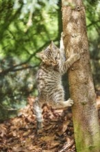 Close-up of European wildcat (Felis silvestris silvestris) kitten in spring in the bavarian forest