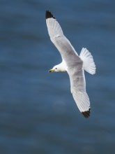 Black-legged Kittiwake, Rissa tridactyla, bird in flight over sea