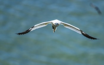 Northern Gannet, Morus bassanus, bird in flight over sea