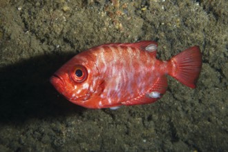 Bigeye perch (Heteropriacanthus cruentatus) with several specimens of isopods (Anilocra), isopods,