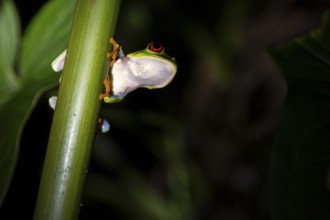 Red-eyed tree frog (Agalychnis callidryas) on a leaf, macro photograph, black background,