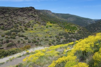 Hilly landscape with blooming yellow flowers, surrounded by nature, AL-5402, north of Bayárcal,