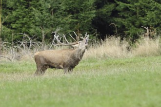 Red deer (Cervus elaphus) during the rutting season, a large stag roaring in a forest clearing,