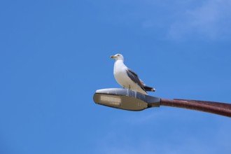 Herring gull, sitting on a street lamp against a clear blue sky, Saintes-Maries-de-la-Mer,