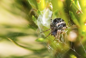 A fat basket spider (Agalenatea redii) crouches between the green vegetation of a meadow in its web