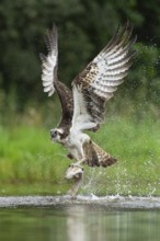 Western osprey (Pandion haliaetus) hunting with a trout, Aviemore, Scotland, Great Britain