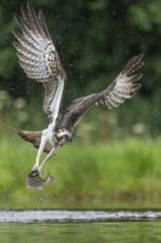 Western osprey (Pandion haliaetus) hunting with a trout, Aviemore, Scotland, Great Britain