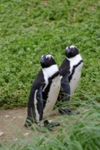 African penguin, penguin, Stony Point Penguin Colony, Bettys Bay, Garden Route, Western Cape, South