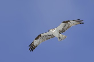 Western osprey (Pandion haliaetus) in flight, Everglades National Park, Florida, USA, North America