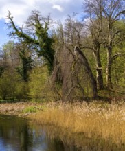 Lowlands on the Bodden on Rügen, Mönchgut peninsula, Mecklenburg-Western Pomerania, Germany, Europe