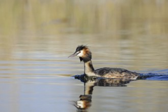 Great Crested Grebe (Podiceps cristatus), North Rhine-Westphalia, Germany, Europe