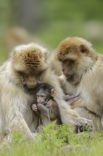 Barbary macaque (Macaca sylvanus) with young, captive, occurring in Morocco, Algeria and Gibraltar