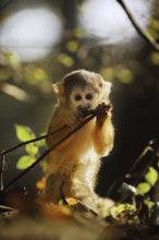 Black-capped squirrel monkey (Saimiri boliviensis), juvenile, captive, occurrence in South America