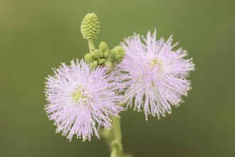 Mimosa or shameful sense plant (Mimosa pudica), flowers, native to South America