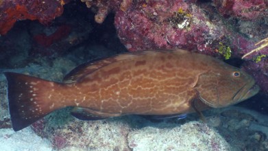 A large Black Grouper (Mycteroperca bonaci) hides in a rocky niche under water. Dive site John