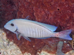 Bahia surgeonfish (Acanthurus bahianus), dive site John Pennekamp Coral Reef State Park, Key Largo,