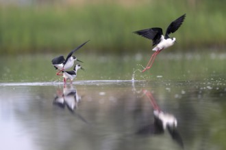 Black-winged Black-winged Stilt (Himantopus himantopus), couple making love in the water,