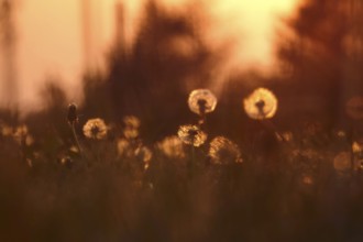 Dandelions in the evening light, May, Germany, Europe