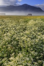 Flower meadow, fog, morning light, mountains, mood, spring, Loisach-Lake Kochel-Moor, Alpine