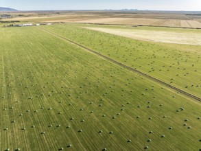 Meadow full of colored hay bales, aerial view, southern coast, Iceland, Europe