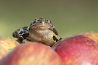 Common frog (Rana temporaria) adult amphibian closing its eyes on a fallen apple fruit on a garden