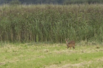 Chinese water deer (Hydropotes inermis) adult animal amongst grass in a marshland, England, United