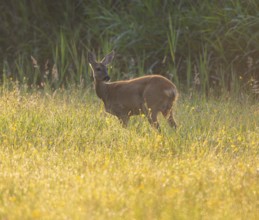 Roe deer (Capreolus capreolus), doe standing in a meadow and looking attentively, warm morning