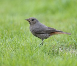 Black redstart (Phoenicurus ochruros), female foraging on a lawn in a garden, Lower Saxony,