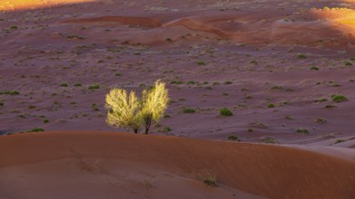 Wind-sculpted sand structure with green vegetation, in the Rub al Khali desert, Dhofar province,