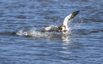 Common Shelduck, Tadorna tadorna birds in fight on marshes