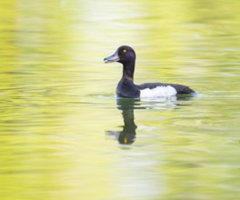 Tufted duck (Aythya fuligula), male swimming on a pond, Thuringia, Germany, Europe