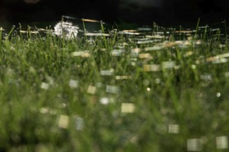 Meadow in October with spider webs, Saxony, Germany, Europe