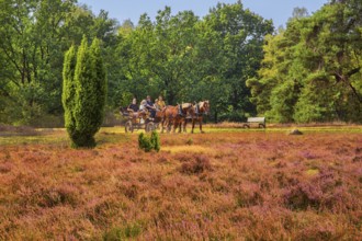 Heath landscape with horse-drawn carriage, Schneverdingen, Lüneburg Heath, Lower Saxony, Germany,