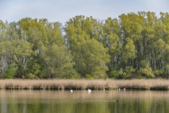 Pond landscape, reeds, reeds (Phragmites australis), willows (Salix) with fresh green leaves, mute