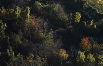 Deciduous forest, autumn colours, autumn, Strümpfelbach, Weinstadt, Baden-Württemberg, Germany,