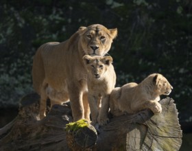 Asiatic Lion (Panthera leo persica), female, mother and her two cubs on a tree trunk, occurring in