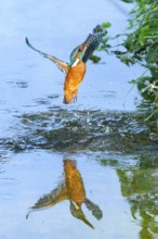 Common kingfisher (Alcedo atthis) flying out of the water after hunting fish, wildife, Catalonia,