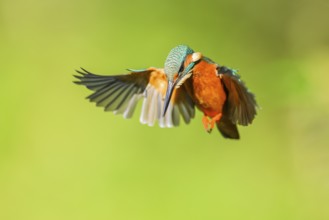 Common kingfisher (Alcedo atthis) in flight with autumncolours, wildife, Catalonia, Spain, Europe