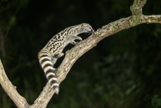 Common genet (Genetta genetta), climbing on a tree wildlife in a forest, Montseny National Park,