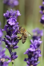 European honey bee (Apis mellifera), collecting nectar from a nearby flower of lavender (Lavandula