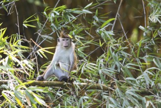 Ceylon hat monkey (Macaca sinica) on a bamboo by the Mahaweli River, Kandy, Central Province, Sri