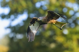 Red Kite, Milvus milvus, bird in flight