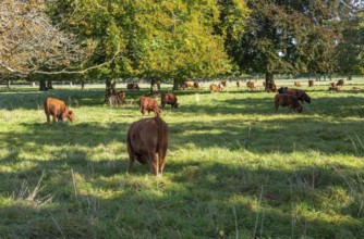 Brown cattle grazing under trees in Fairford Park estate, Fairford, Cotswolds Gloucestershire,