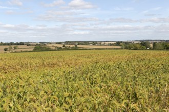 Field of millet crop growing near Hundon, Suffolk, England, UK